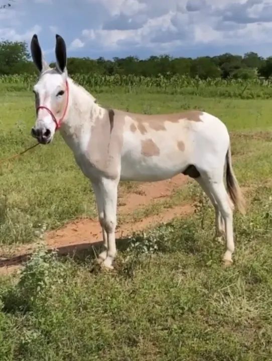 Jumentinha Pêga disponível - Foto 3