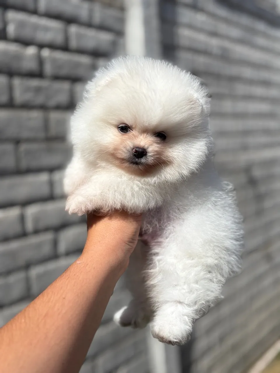 Filhote de Spitz Alemão Macho 2000,0