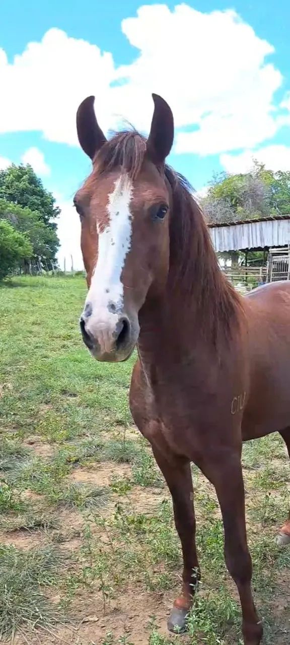 Vendo Potro mangalarga marchador 