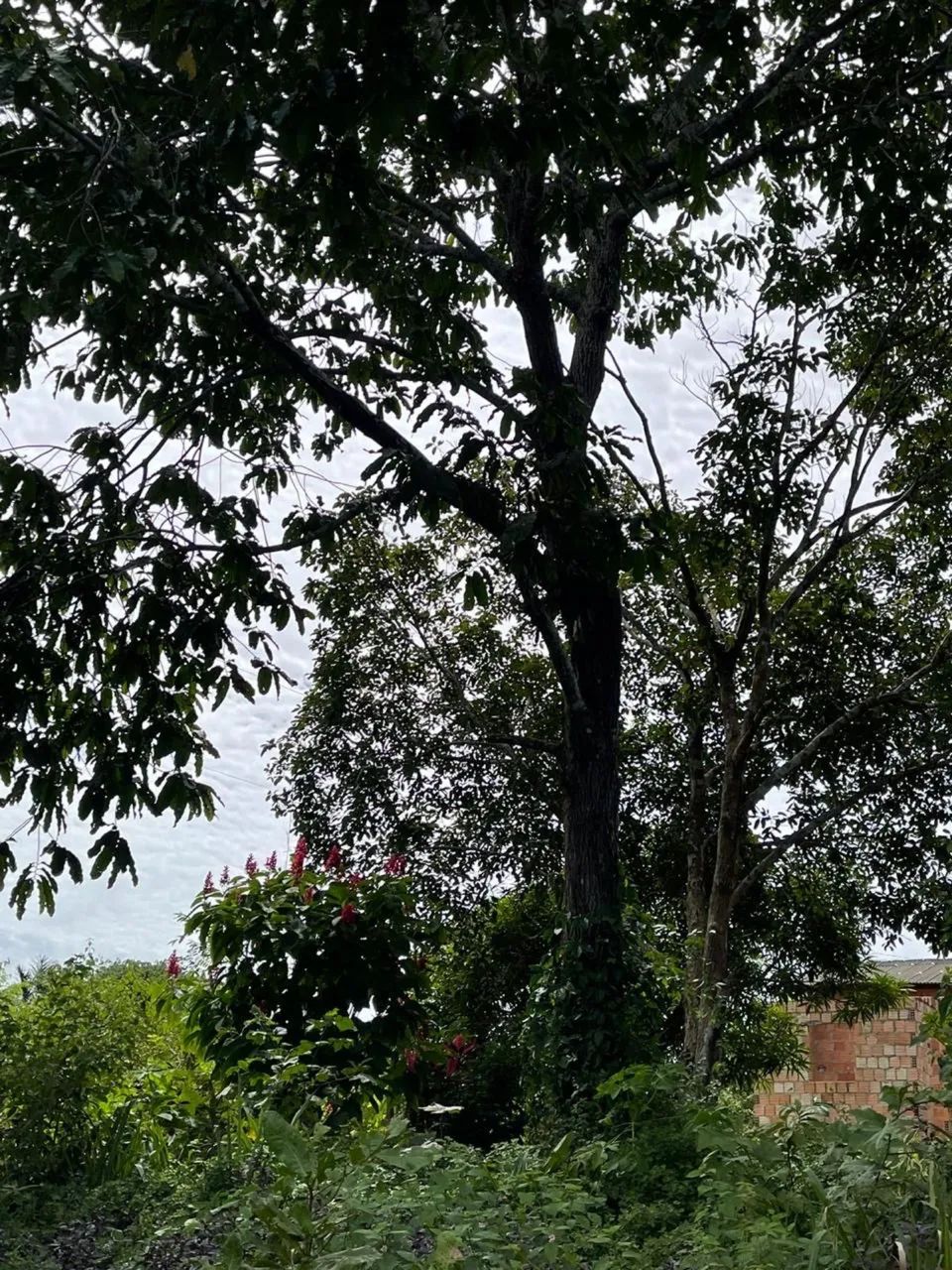 Sítio a venda  - Foto 2