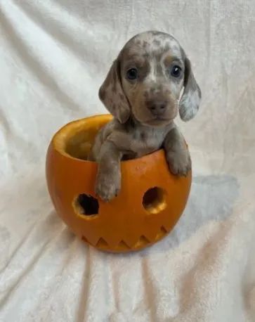 Teckel Chocolate e Canela - Exclusivo e Super Charmoso