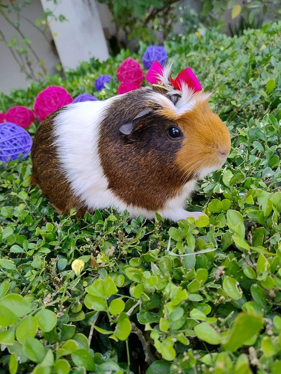 Porquinho da índia disponível  - Foto 3