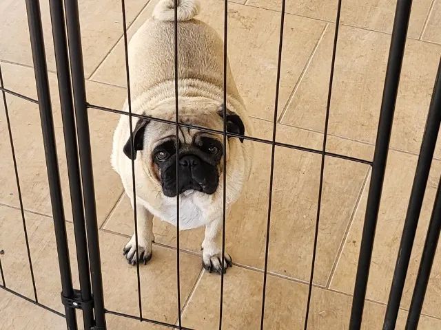 Doando fofuras - Foto 4