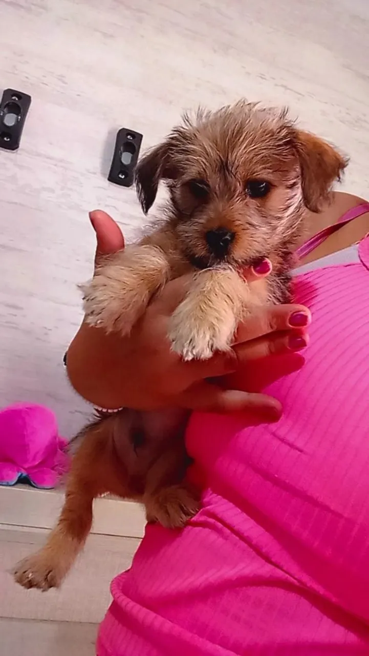 Filhote lindo machinho