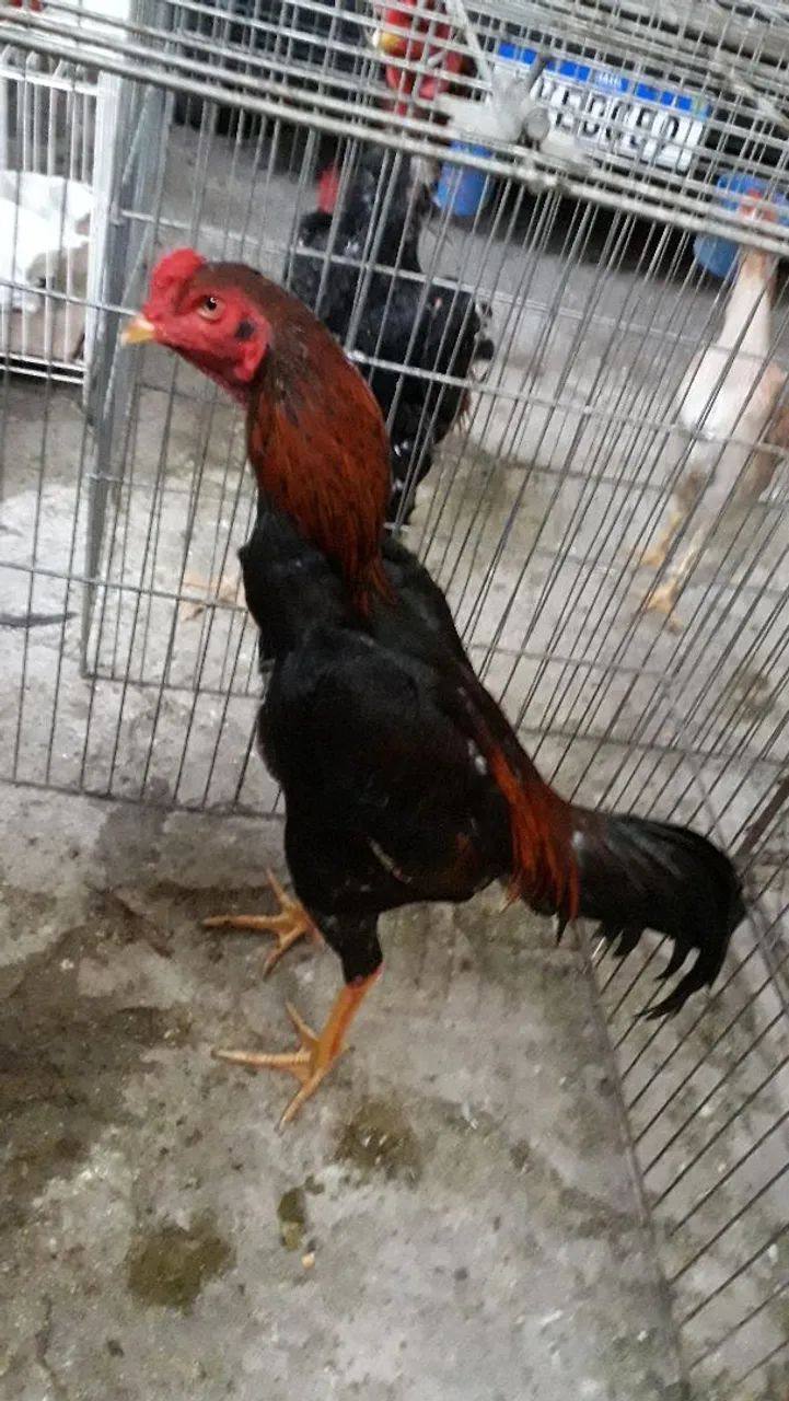 Frangos Índio  - Foto 2