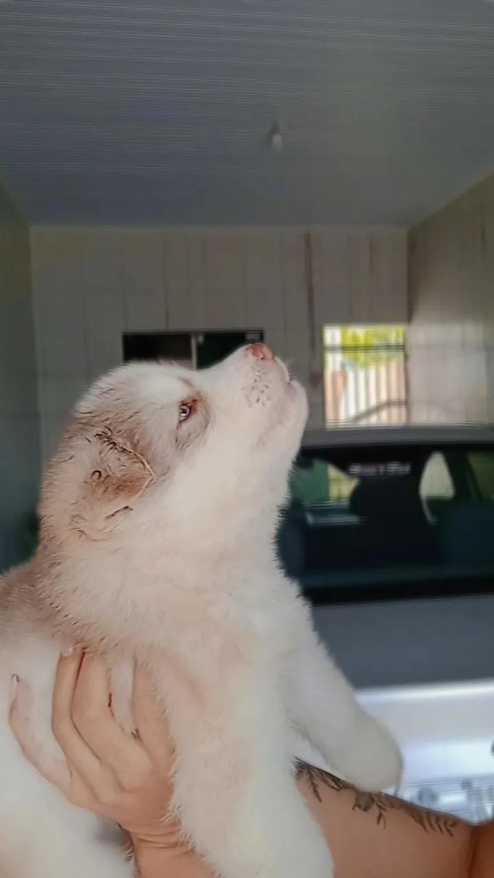 Filhote de Husky Siberiano