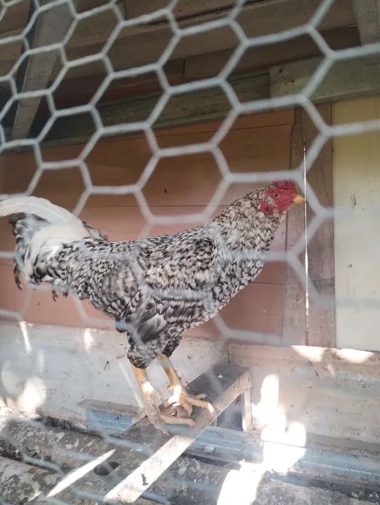 Galinha com pintinho e o galo 220$ - Foto 6