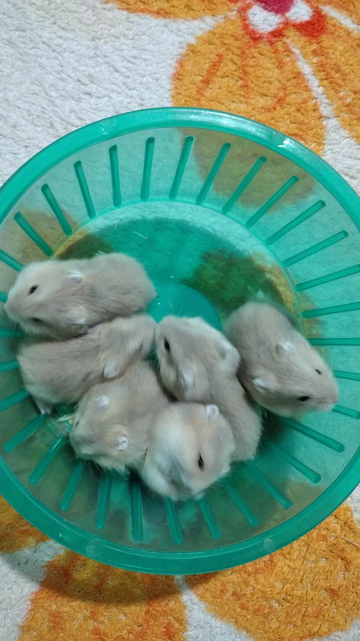 Filhotes de Hamster
