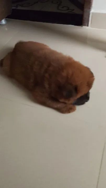 Filhote Chow-Chow - Foto 2