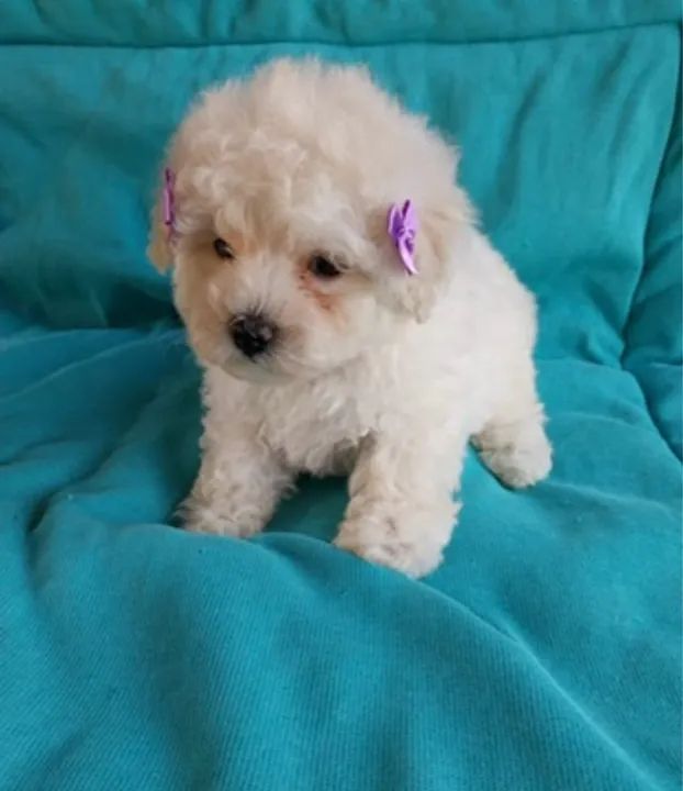 Poodle micro toy fêmea pedigree