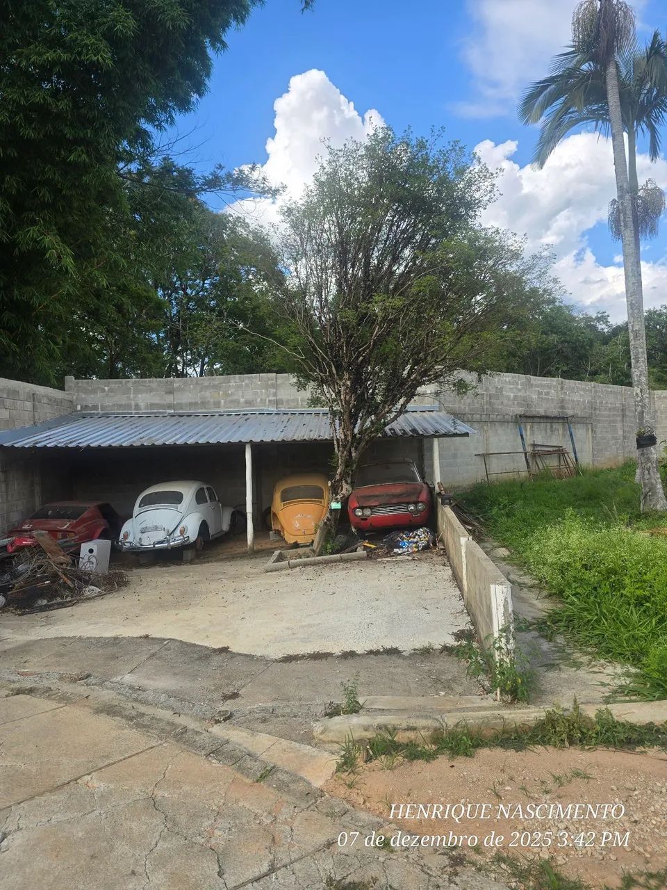 Pe de jabuticaba - Foto 2