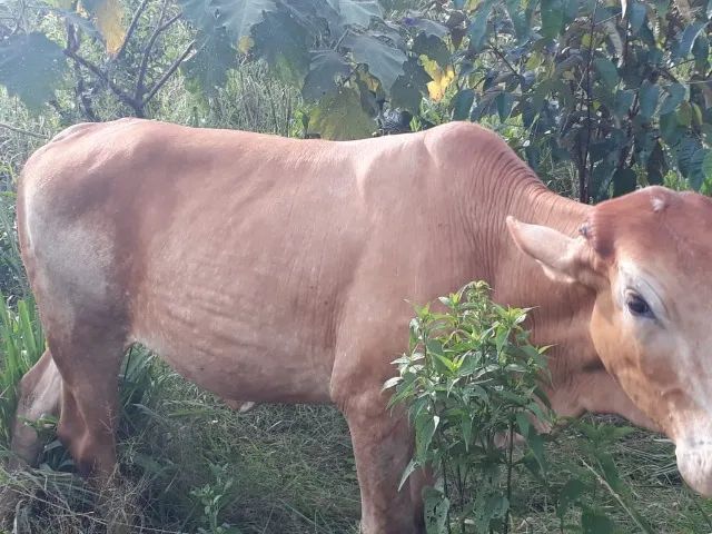 Ótimo lote de bovinos - Foto 4