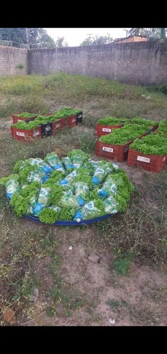 Sistema de hidroponia para produção de hortaliças  - Foto 4