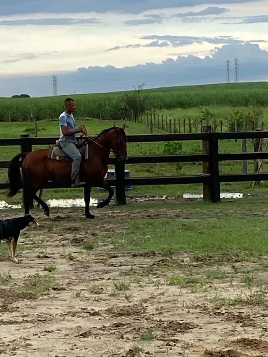 Cavalo mangalarga marchador mineiro  - Foto 2