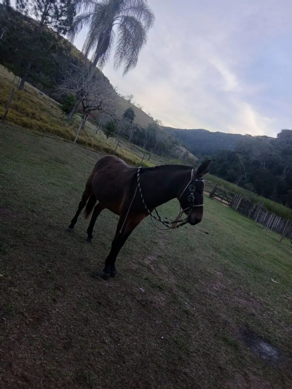 Burro a venda  - Foto 4