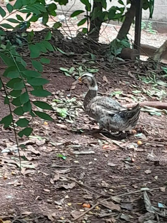 Marreco coll a venda