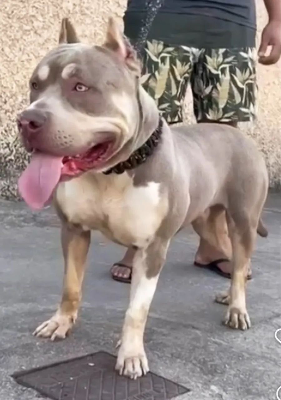 Filhotes de Pit Monster 