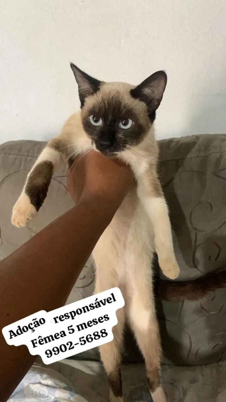 Gatinha para adoção responsável