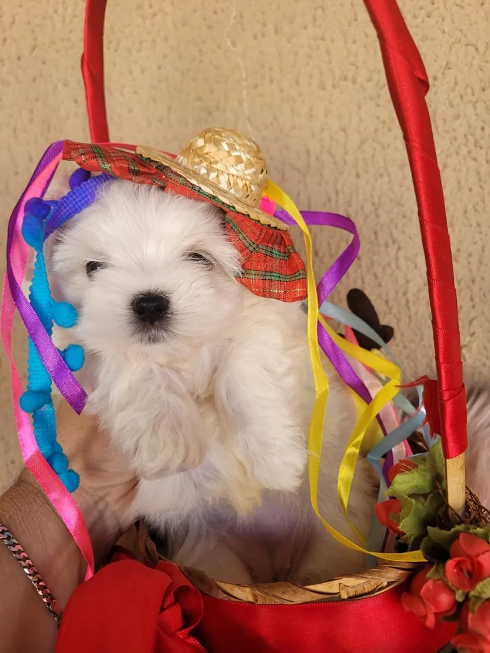 Filhote Maltês Charmoso e Festivo