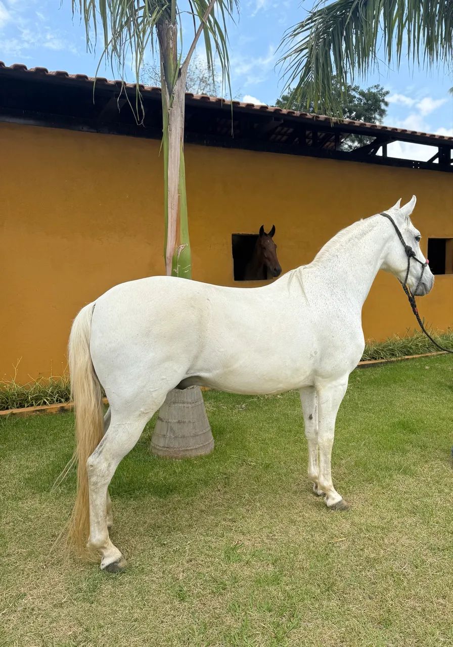 Cavalo Mangalarga Marcador Picada