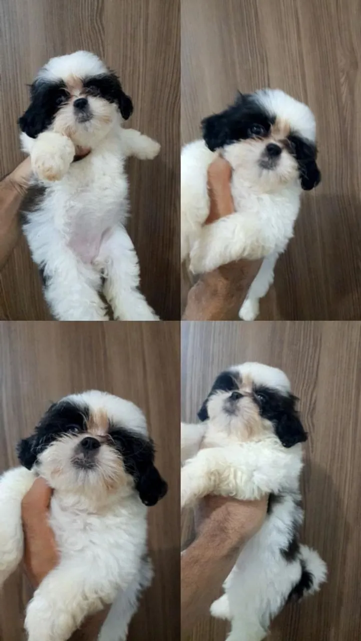 Filhote de Shih Tzu porte pequeno puro