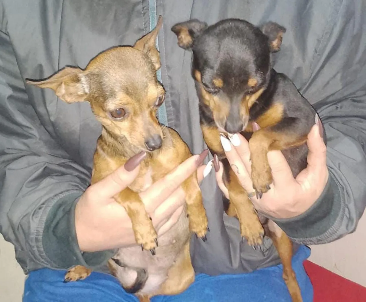 Filhotes de Pinscher para reserva 