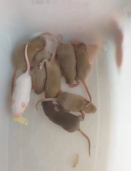 Camundongos abatidos  - Foto 4