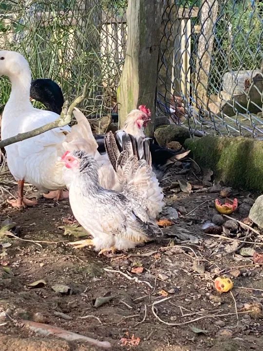 Casal de marrecos  - Foto 4