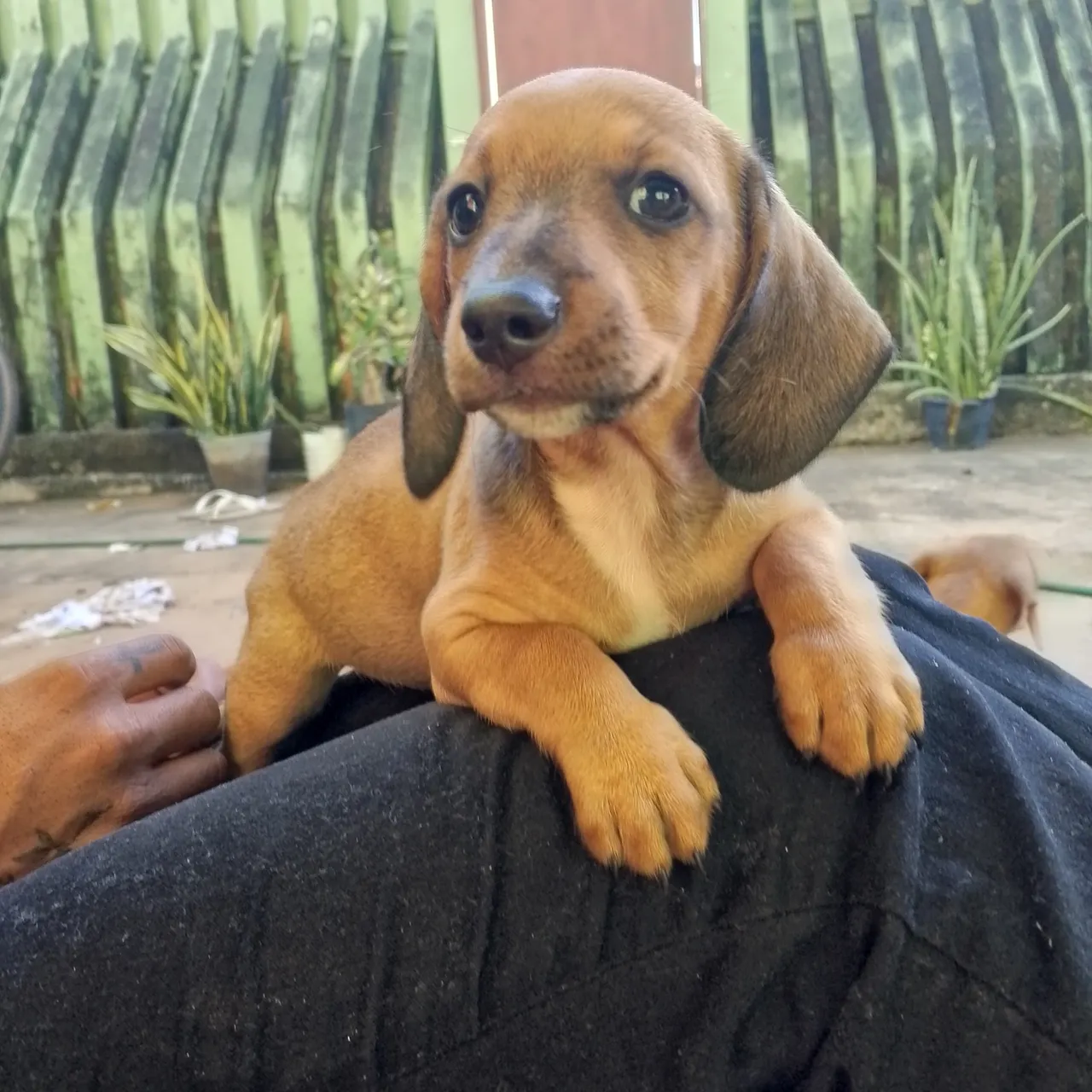 Filhote de Dachshund disponível para venda