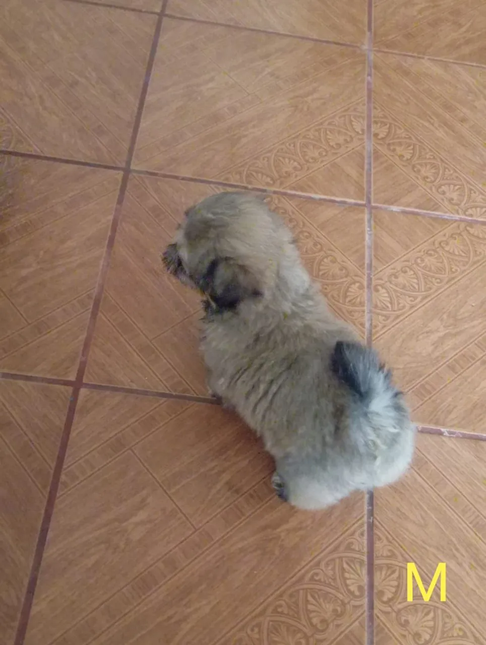 Filhote Shih Tzu fofo para adoção