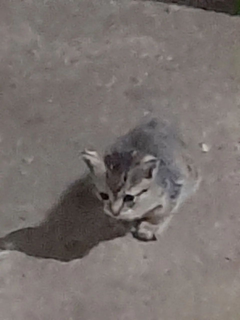 Gatinho cinza e branco para adoção