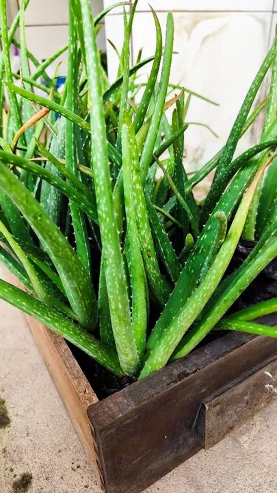 Muda de babosa espécie grande  - Foto 3