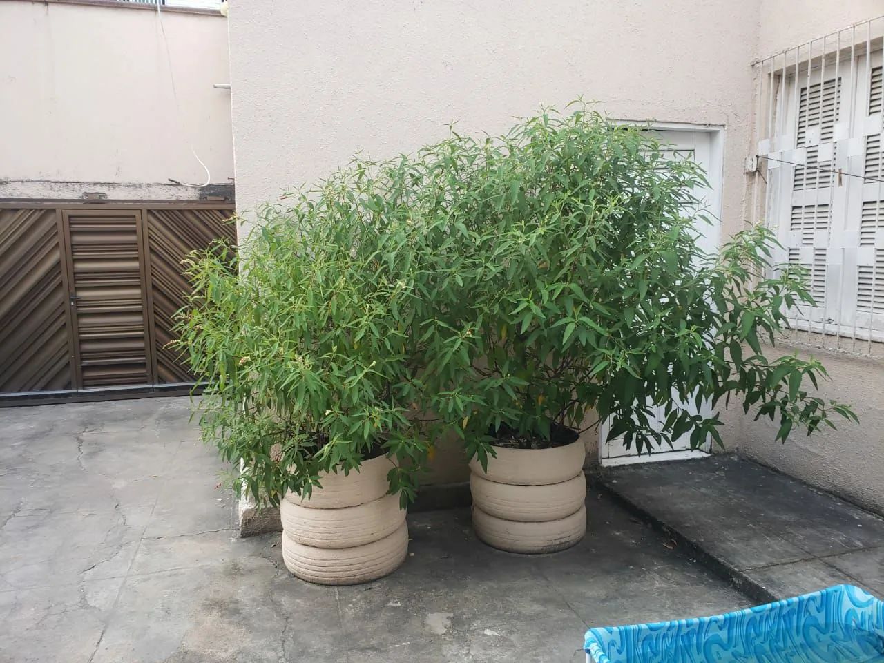 Mudas de erva baleeira - Foto 2