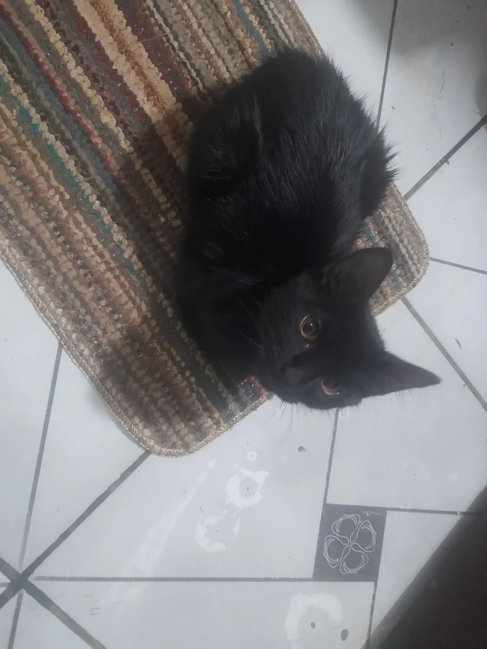 Gatinho preto para adoção