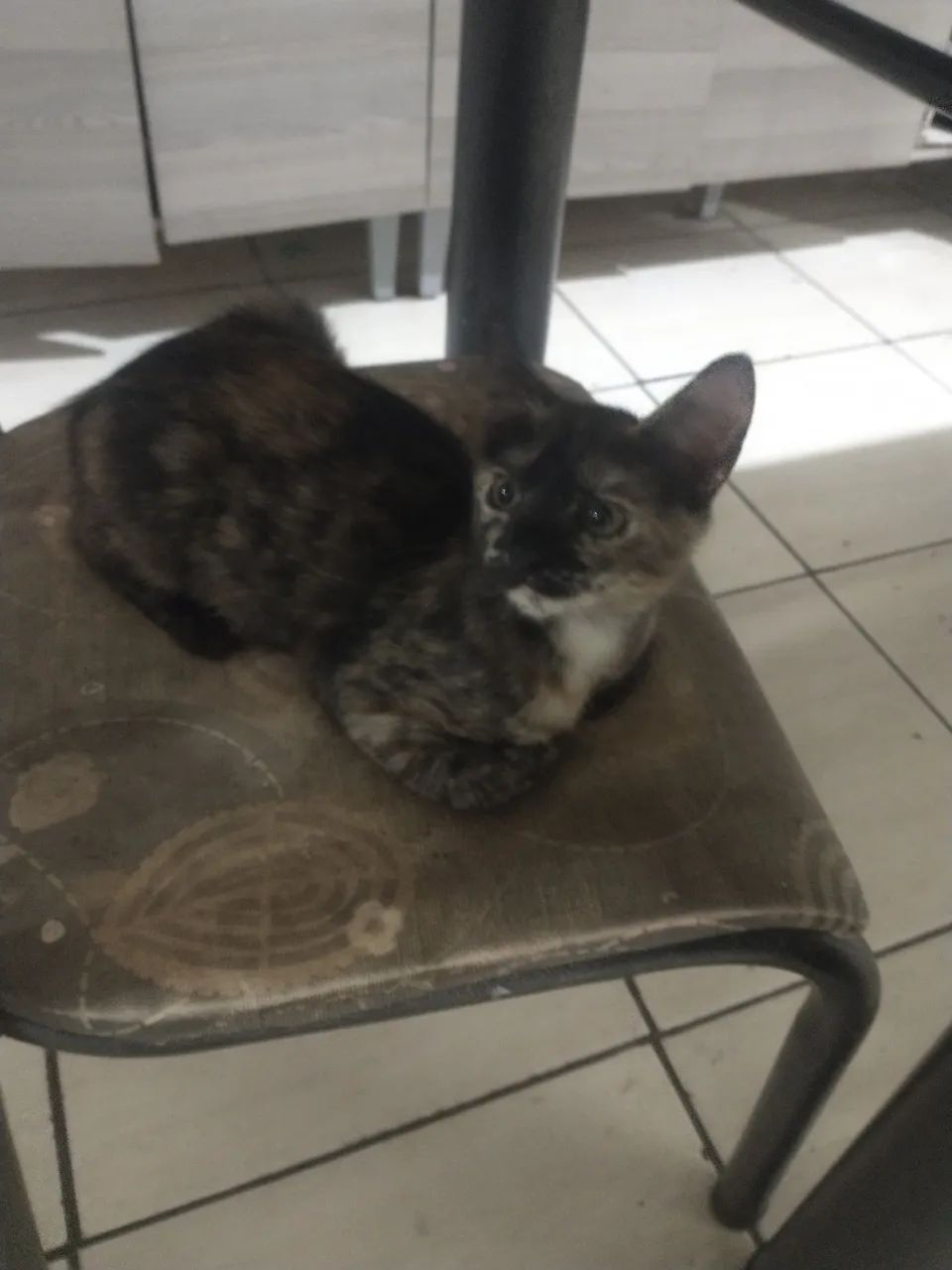 Gatinha diferenciada para adoção - Foto 4