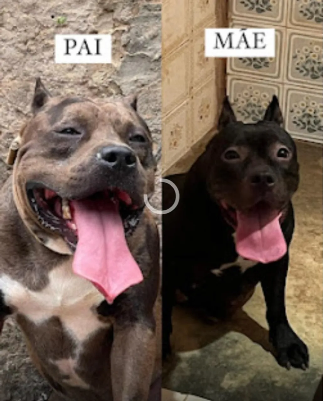 Filhotes de Pitbull - Pais no local!