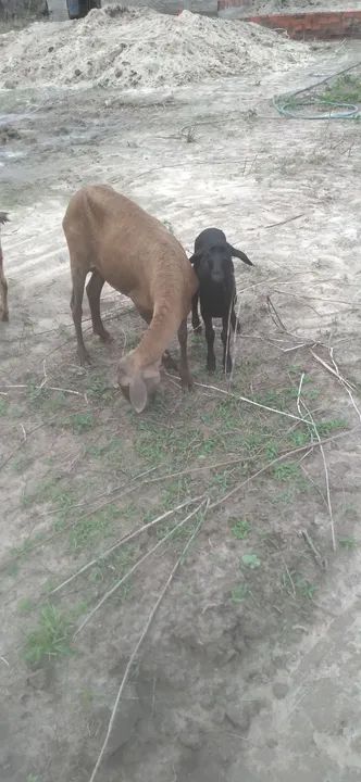 Ovelha pra vender primeira cria - Foto 2