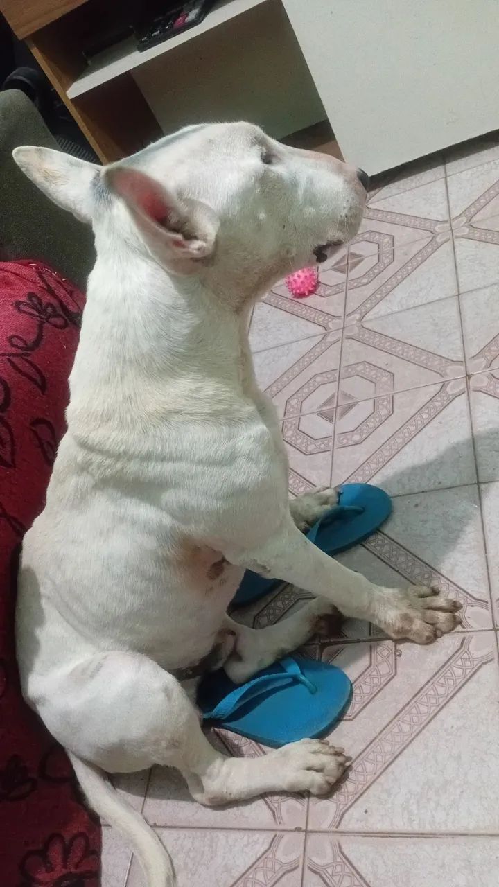 Procura-se uma fêmea de bull terrier - Foto 6