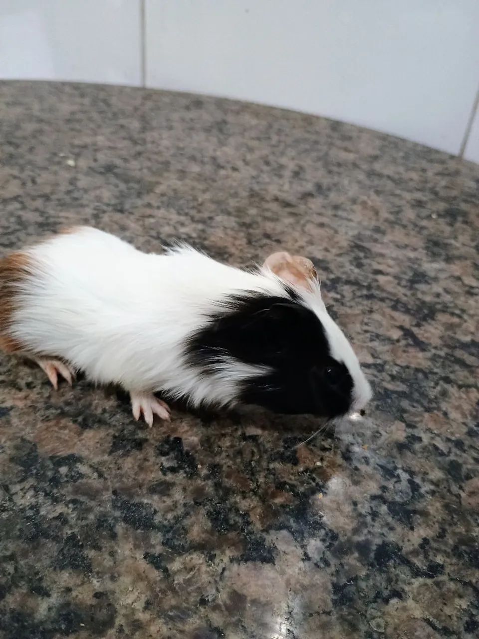 Porquinhos da índia 