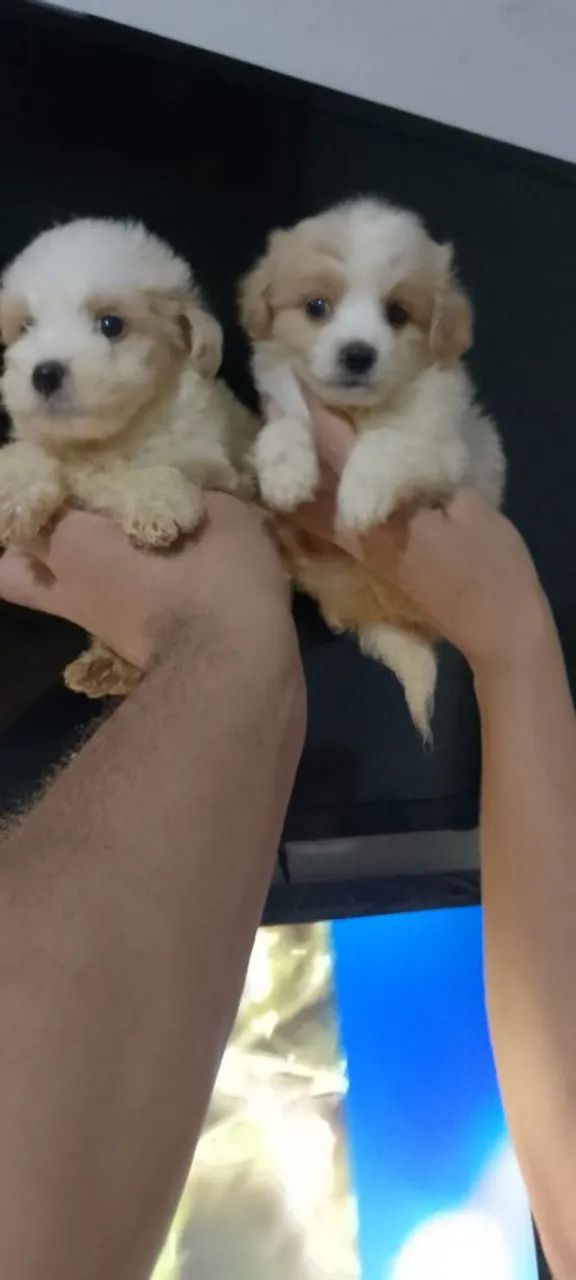 Poodle toy anão lindo casal disponível valor 600 reais cada filhote.  - Foto 6