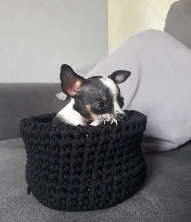 Pinscher -Perfeito a você que busca amor  - Foto 3