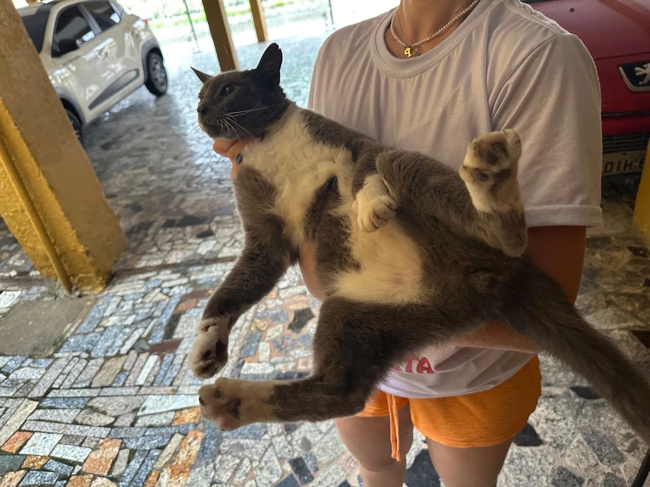 Gatinho cinza e branco disponível para adoção - Foto 5