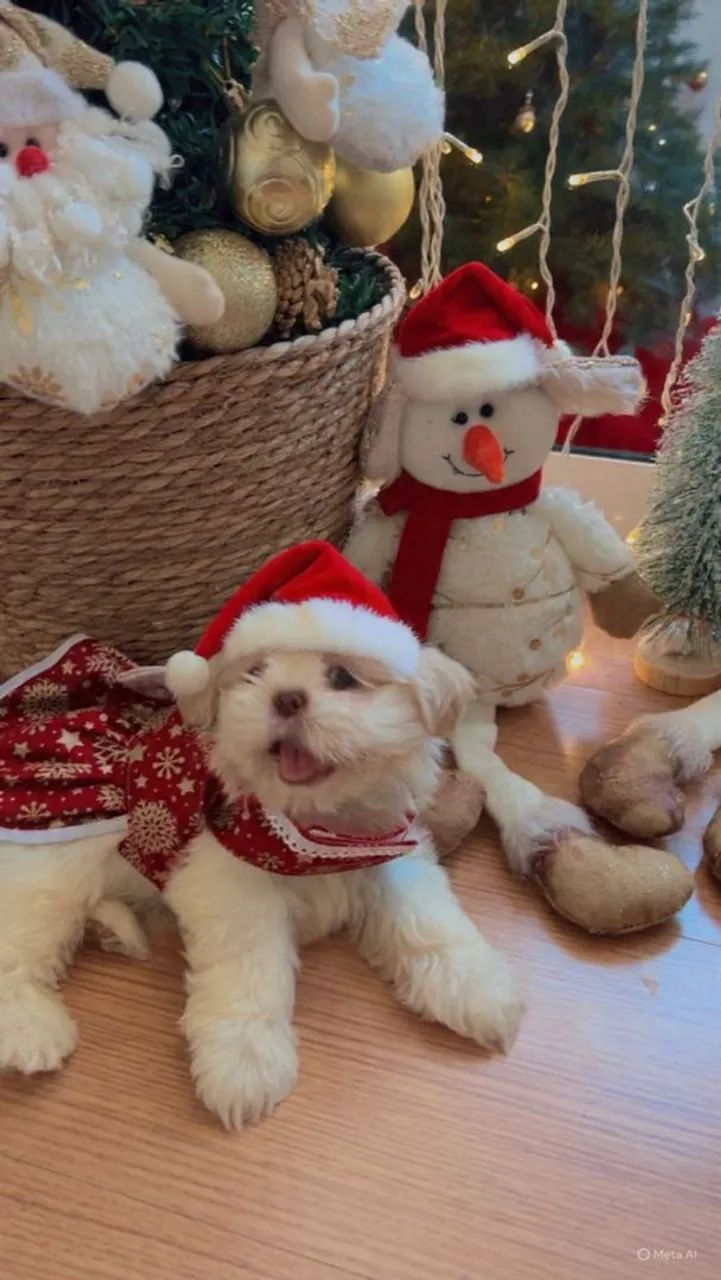 Shihtzu fêmeas filhotes 