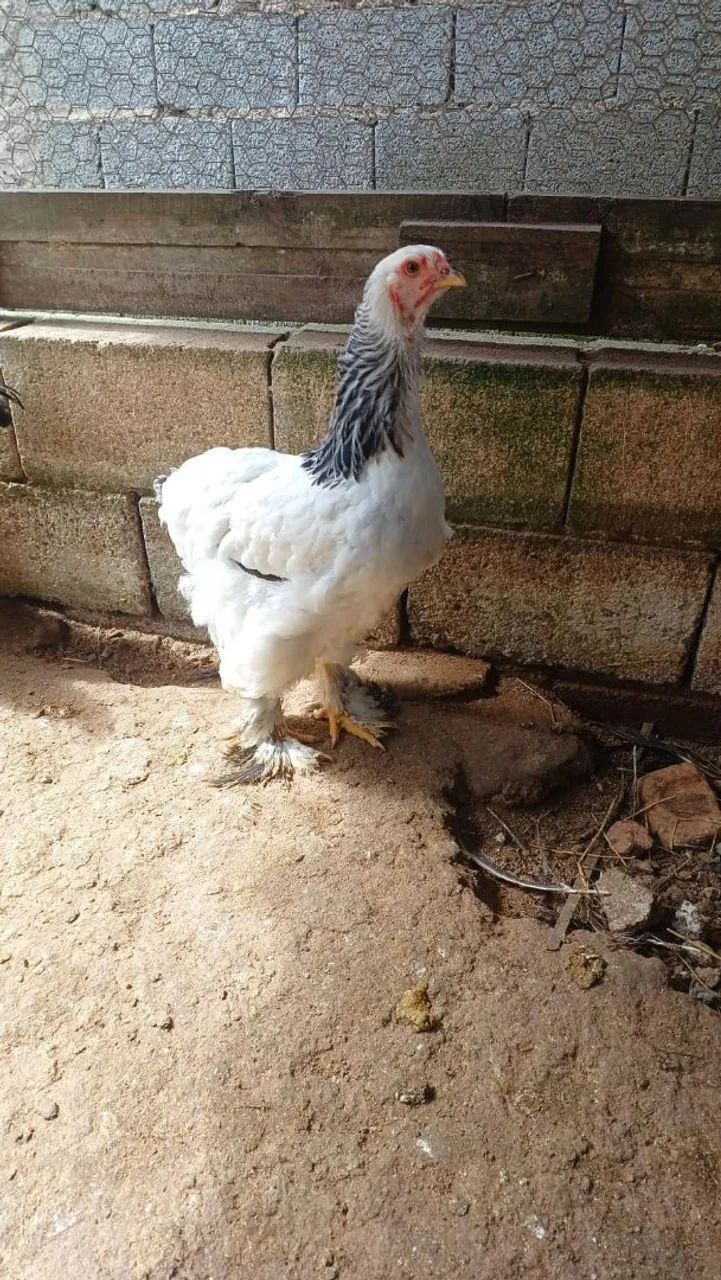 Galinha Brahma white - Foto 3