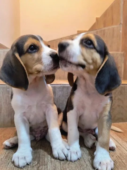 Beagle legítimo tricolor  - Foto 5