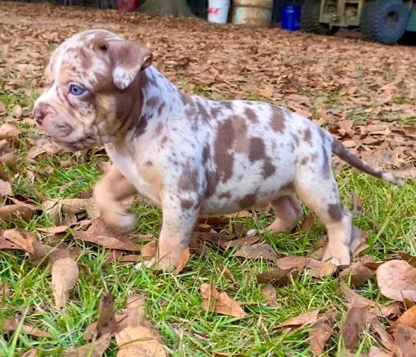 American Bully  - Micro / Pocket/Pronta entrega/ Perdizes