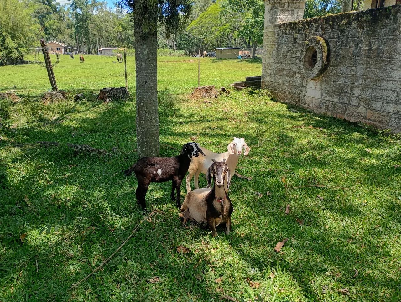 Cabritos 64606908475010120