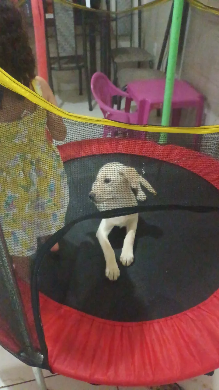 Labradora fêmea vacinada e vermífugada