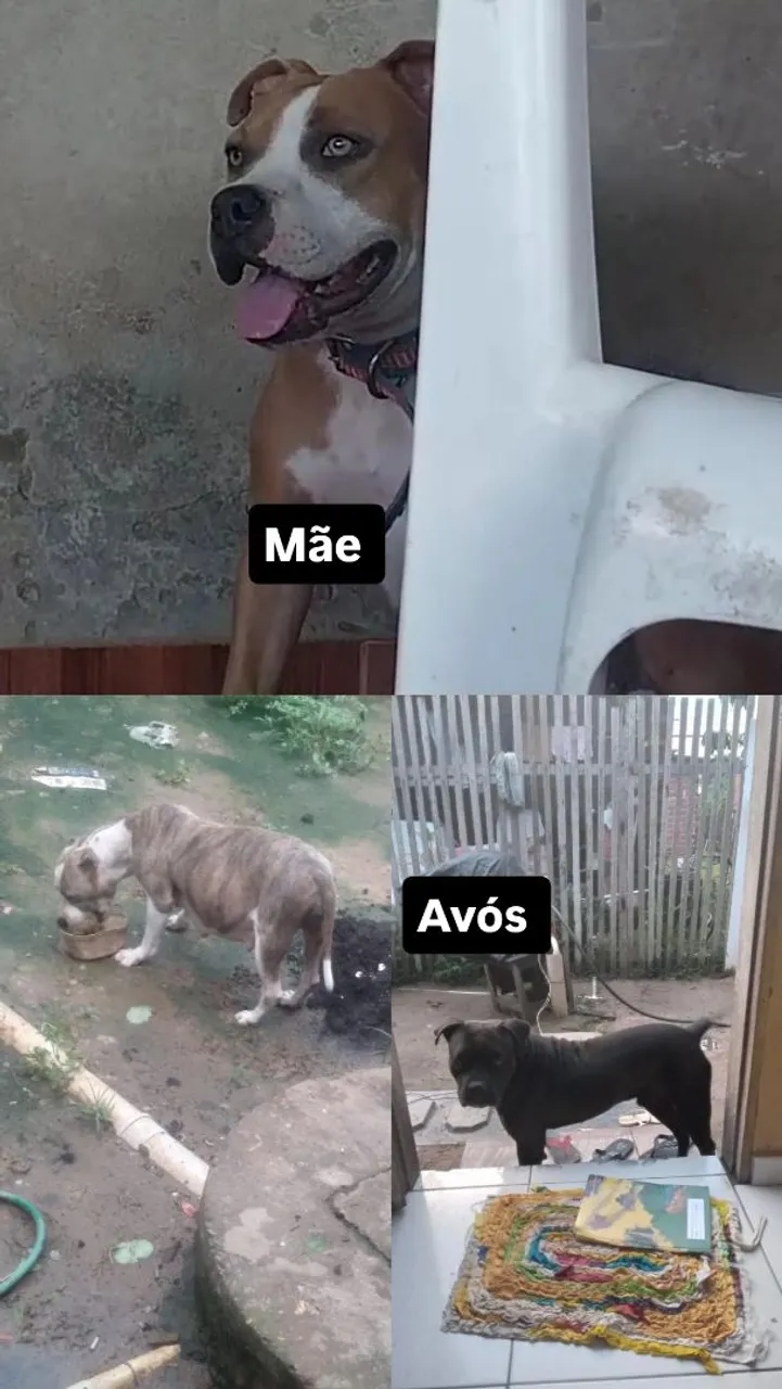 Filhotes de Pitbull