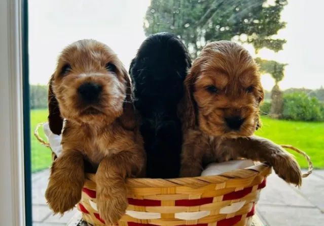 Cocker Spaniel caramelo super meigo